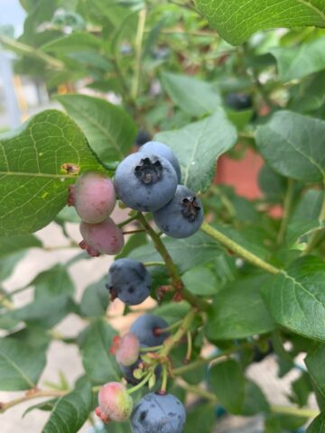 ブルーベリー苗　ブリジッタ＆チャンドラー大苗2本セット ブルーベリー苗 ブリジッタ&チャンドラー大苗2本セット