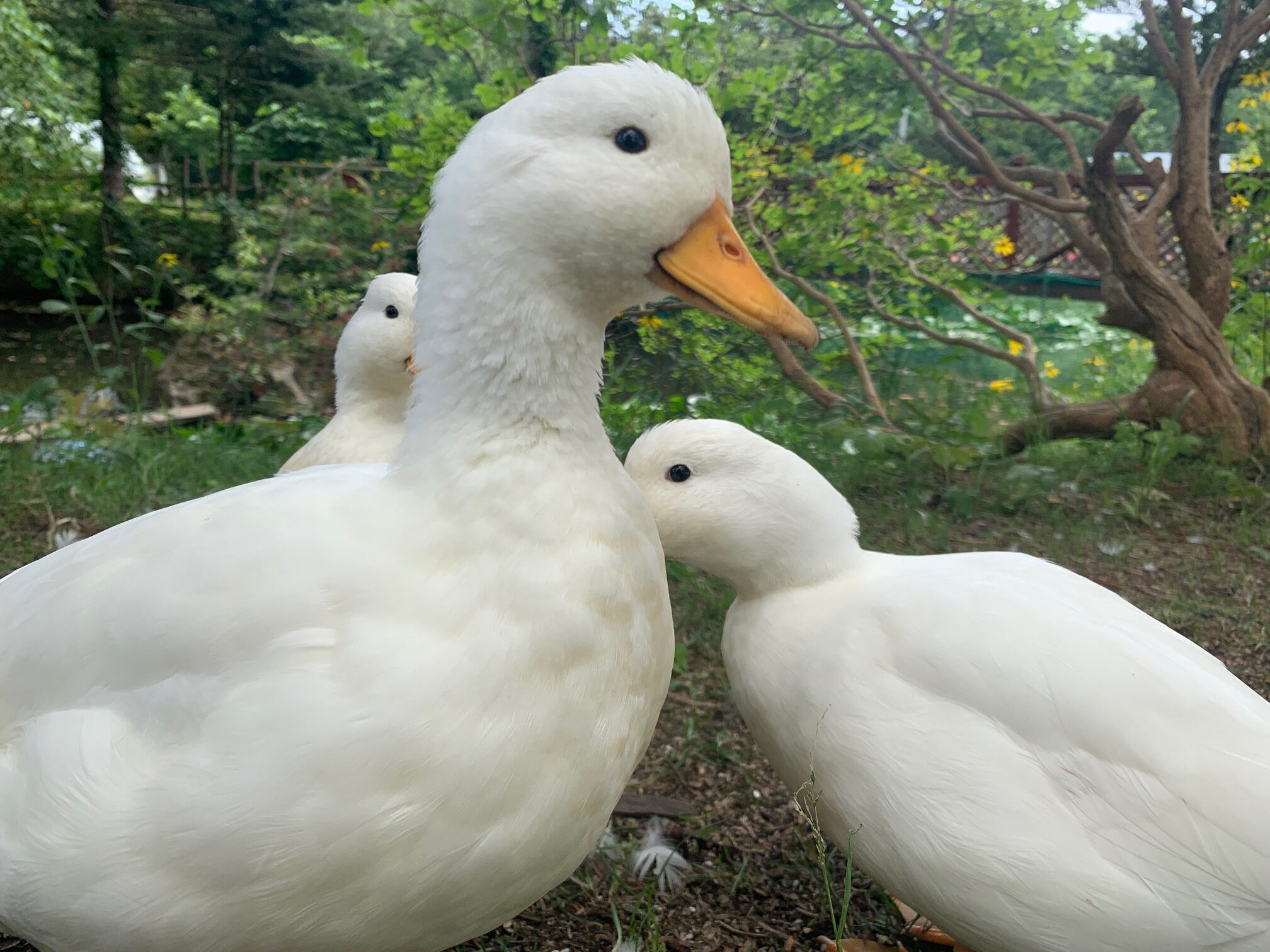 コールダックの飼い方 コールダックを飼う前の注意点 ベリーファームとようら