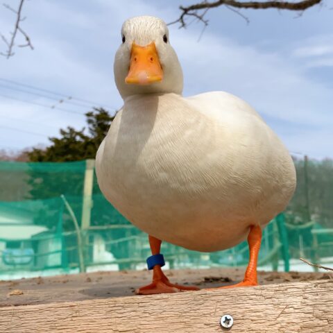 コールダックの飼い方 コールダックの餌について ベリーファームとようら